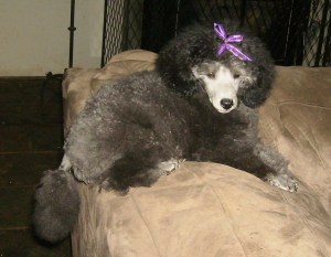 El'voer Fine N Dandy boy 2011